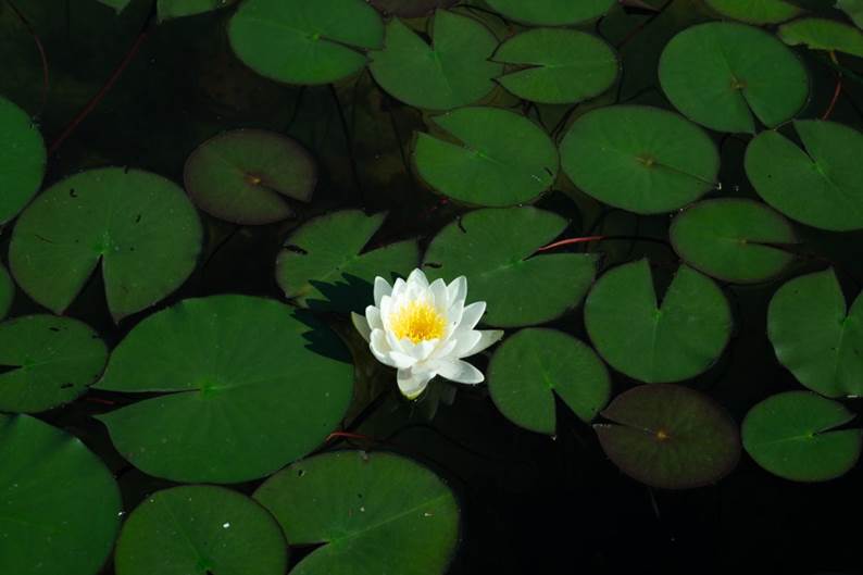 2e4650701e09f21fdb181f2d22cca99